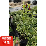 蓝莓树苗盆栽带果当年结果南北方种植兔眼特大阳台果树苗当年结果 3年苗原盆土3-5分支约30cm高