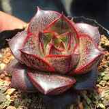 多肉植物自选套餐系列组合搭配花卉盆栽绿植精品多肉新手入门 大和锦4-5厘米 塑料盆栽好