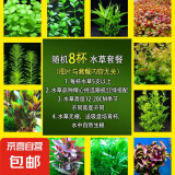 【京东物流】水草套餐 好养耐活真水草植物绿菊大叶绿九冠鱼缸 红绿搭配八杯水草（吸底杯）超值推荐