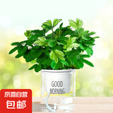 幼儿园植物小盆栽含羞草盆栽室内趣味花卉四季害羞草阳台植物学校 10cm左右含羞草【早安吸水盆】+肥料 含盆