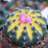 多肉组合盆栽阳台盆栽喜阳植物新手福利按图发货品种花卉好养 瑞昌玉锦【4-5厘米】塑料盆栽好