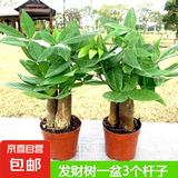 发财树盆栽大植物室内办公室桌面客厅小盆景招财树苗绿植花卉盆栽 造型款中号三杆 5-8cm【原盆】 【送肥料】