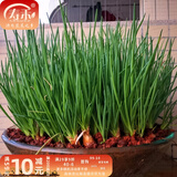 寿禾 四季红葱头小葱种子火葱头四川干皮夏秋蔬菜莱疏菜阳台种种籽 [量少试种]红葱头100g