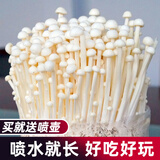 大禹蘑菇种植包玉米平菇芯菌包家庭种植香菇菌菇种子可食用菌种包菌棒 金针菇蘑菇种植菌包1个约2斤