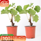 寿禾葡萄苗盆栽巨峰果苗果树苗带盆带土发货南北方种植寿光四季种苗 （带盆带土紫果）巨峰葡萄苗 2棵