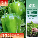 寿禾 蔬菜苗活苗带土发货大全菜苗种苗春夏各种秧苗山东寿光苗子阳台 （绿甜椒）青椒苗 6棵
