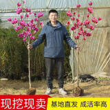 玉兰花树苗四季开花大型庭院红黄白紫玉兰树苗广玉兰花苗绿化苗木 红玉兰 2cm粗【1.2-1.3米高带土球发货】
