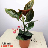 竹节海棠花卉盆栽大叶斑点易活四季阳台观叶秋海棠木本绿植物好养 2年苗20到25公分【不含盆】