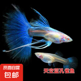 小型热带鱼观赏鱼孔雀鱼杂袍孔雀鱼天空蓝活体活鱼红扇血红 3公5母【天空*蓝**鱼】