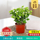 开时果 茉莉花盆栽浓香型 桌面绿植物阳台花卉树苗盆景摆件源头直发包邮 精品茉莉花5-10株【原生盆】