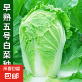 早熟五号大白菜种子50天秋冬四季播种耐热高产小白菜种子蔬菜种籽 早熟五号白菜种子 5包约5000粒