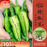 寿禾 蔬菜苗活苗带土发货大全菜苗种苗春夏各种秧苗山东寿光苗子阳台 寿禾樟树港辣椒苗 6棵