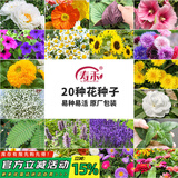 寿禾 花种子苗薄荷波斯菊太阳花格桑花向日葵花种籽 20种花草种子套餐