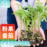 寿禾 蔬菜苗活苗带土发货大全菜苗种苗春夏各种秧苗山东寿光苗子阳台 [沙瓤]粉冠番茄苗 12棵