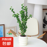 【卷叶榕】年宵花⭐卷福卷叶榕盆栽超好养活紫叶吊兰观叶耐阴植物 3株苗高35-45cm配懒人吸水盆