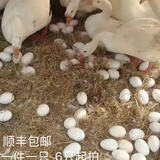 鹅活苗产蛋王幼苗浙东皖西四季三花鹅苗大种狮头鹅苗白鹅苗小鹅仔 产蛋王鹅苗/年产蛋175枚 请拍6只