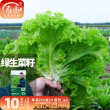 寿禾 生菜种子四季播紫色春夏蔬菜莱种紫叶家庭种寿光菜籽叶菜种籽 【生长势强】绿罗莎生菜种子 10g
