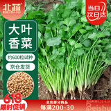 北蔬 香菜种子苗老品种四季盆栽大叶芫荽阳台菜籽 大叶香菜种子600粒
