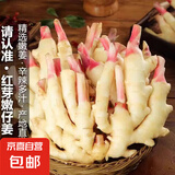 现挖嫩姜新鲜仔姜子姜鲜姜醋泡姜红芽姜当季蔬菜农家自种黄姜批发 净重2斤 1000g
