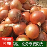 京喜加买菜新鲜黄洋葱水果蔬菜调料洋葱 【尝鲜】 500g 含箱