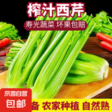 【榨汁西芹】寿光现割农家西芹汁多筋少安疗榨汁新鲜芹菜去叶发货 【净重4斤】农家去叶西芹