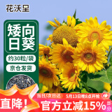 花沃里 盆栽矮向日葵种子 花卉种子家庭盆栽向日葵阳台校园花坛约30粒