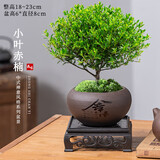 花翁室内绿植盆栽紫檀花卉 小叶赤楠盆景+舍得陶瓷盆+底座源头直发