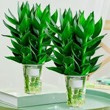 四季招财好运旺宅水培观音竹富贵水竹客厅室内办公盆栽绿植除甲醛 观音竹6支（活动款简易杯） 观音竹高度25-35厘米