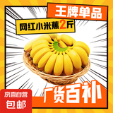 广西网红小米蕉青香蕉发货密封放熟吃新鲜水果皮薄肉厚 带箱2斤青蕉发货