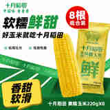 十月稻田 甜糯玉米 鲜食玉米 220g*8穗 【推荐】