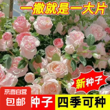 【爬墙高手】四季播蔷薇花种子爬藤月季玫瑰开花不断爬墙庭院花卉 爬墙蔷薇花种子/包约120粒 5包