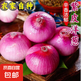 新鲜洋葱自营紫洋葱生鲜葱头超市蔬菜调料即食凉拌水果洋葱 【实惠】 9斤 毛重