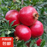 石榴树苗突尼斯软籽石榴苗大红袍蒙阳红盆栽地栽嫁接果树苗木 大红袍5年苗【当年结果】