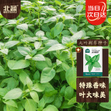 北蔬 荆芥种子种苗河南大叶四季种蔬菜种籽 大叶荆芥种子25g约1.2万粒