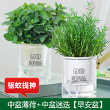 花行榜薄荷盆栽花卉绿植可食用 中盆薄荷+中盆迷迭香（早安盆）源头直发