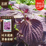 北蔬 紫苏种子种苗全紫大叶可食用盆栽蔬菜种籽 卓脆全紫紫苏种子5g