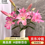 吉米鹿香水百合花鲜花A级【粉色20朵+送2朵】云南基地鲜切花束源头直发