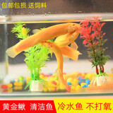 冷水清道夫黄金鳅金龙清洁工具鱼无需打氧好养耐活观赏鱼 黄金泥鳅3条+2条备损3-5cm