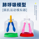 可普肺呼吸模型运动演示工作原理生物教学器材教具膈肌运动模拟演示器diy科技小制作四年级科学实验