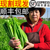 美邻惠享家新鲜西芹5斤装去叶大棵芹菜榨汁专用山东时令蔬菜香芹源头直发 草绿色 西芹5斤装顺丰快递