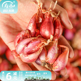 寿禾 四季红葱头小葱种子火葱头四川干皮秋季蔬菜莱疏菜阳台种种籽 红葱头 1斤+50g有机肥