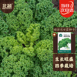 北蔬羽衣甘蓝种子苗食用绿叶菜四季盆栽蔬菜种籽 绿羽衣甘蓝种子200粒