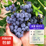 蓝莓树果苗蓝莓苗盆栽地栽果苗带大果南北方种植苗兔眼绿宝石果树 5年苗_奥尼尔/带叶带土发货
