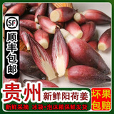 新鲜阳荷姜【顺丰包邮】贵州阳荷新鲜现挖洋荷姜杨荷杨姜洋河鲜嫩 2斤（净重）新鲜采摘产地直发 顺丰包邮*泡沫箱+冰袋保鲜发货