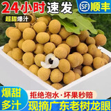 粤迎广东石峡储良龙眼【顺丰冷链多地隔日达】新鲜老树现摘现发桂圆 A+级精选果【脆甜多汁】 3斤石峡龙眼【较划算】净2.5斤
