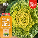 IDEAL杂交黄心乌塌菜种子秋冬季耐寒青菜籽黄心乌白菜菊花塔菜蔬菜种子