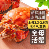 【活蟹】乾澄大闸蟹现货 全母2.3-2.6两8只 六月黄鲜活螃蟹去绳足重海鲜礼盒装源头直发
