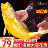 渔吻深海特大黄花鱼新鲜海捕冰鲜大黄鱼2斤一条海鲜鱼类 【2条 】大黄花鱼500g/条