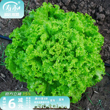 寿禾 生菜种子四季播紫色夏秋蔬菜莱种紫叶家庭种寿光菜籽叶菜种籽 大速生生菜种子 10g