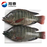 翔泰海南三去罗非鱼/海南鲷1400g/共4条免处理 生鲜鱼类 海鲜水产 